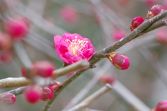 IMGP0344