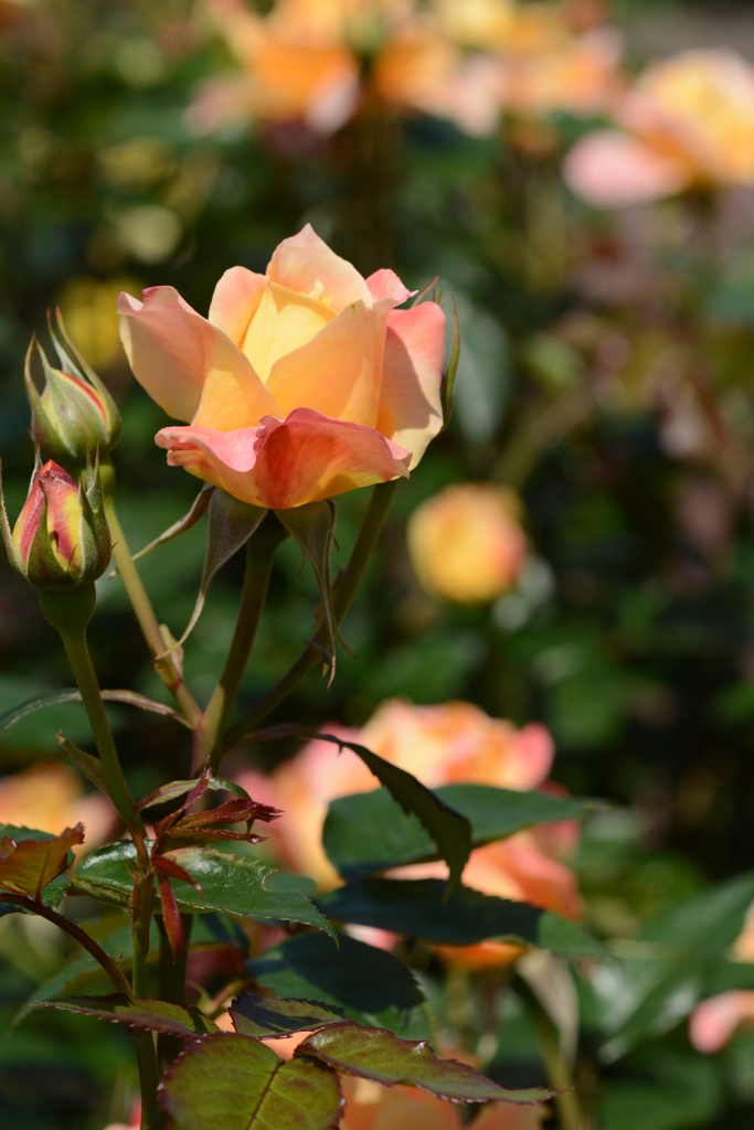 薔薇 013