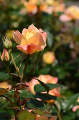 薔薇 013