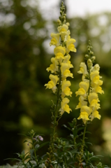 薔薇が咲いた 008