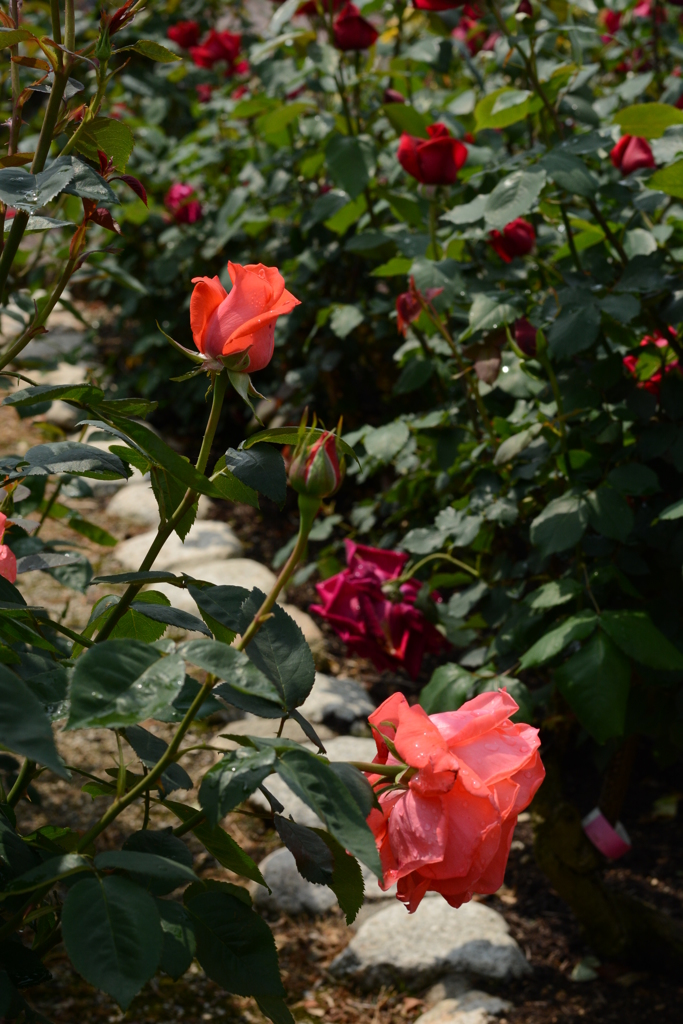 薔薇が咲いた 018