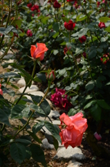 薔薇が咲いた 018 薔薇が咲いた 018