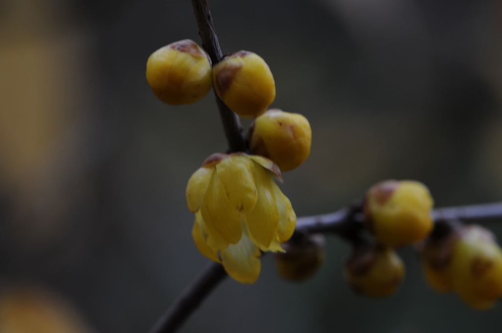 蝋梅　2015　12　23 008