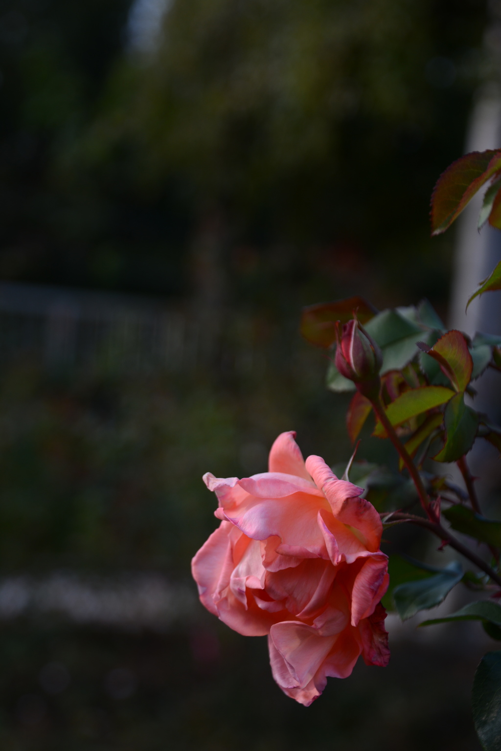 DSC_0934