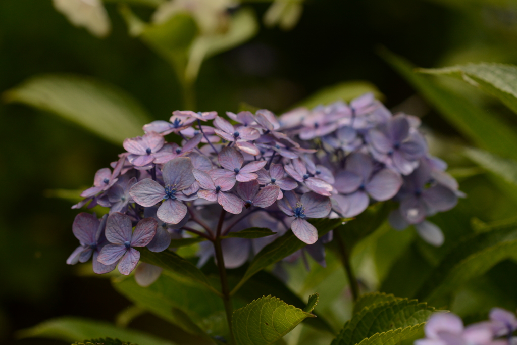 DSC_0677