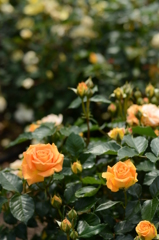 薔薇が咲いた 048 薔薇が咲いた 048