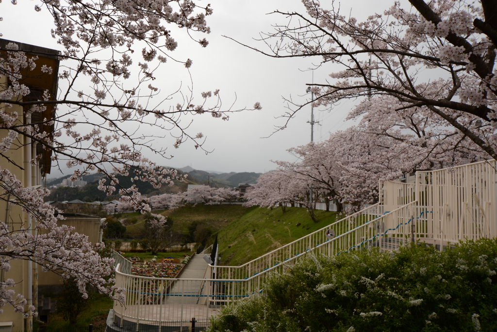 南花台桜 033