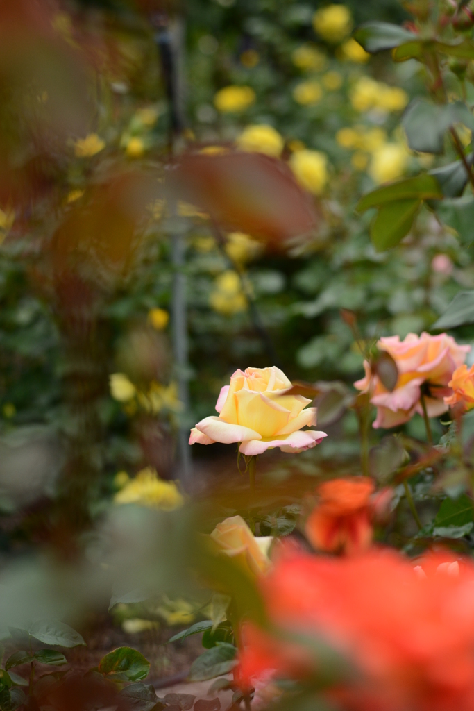 薔薇が咲いた 058