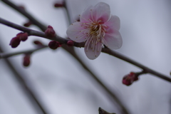 IMGP0105
