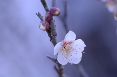 梅 002