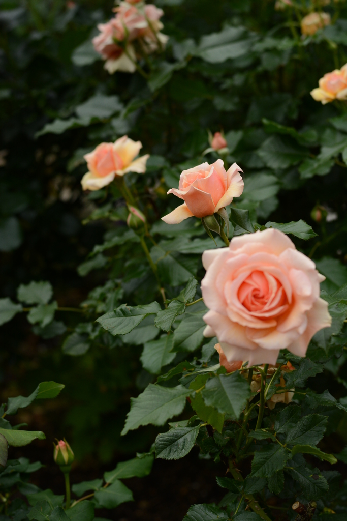 薔薇が咲いた 086