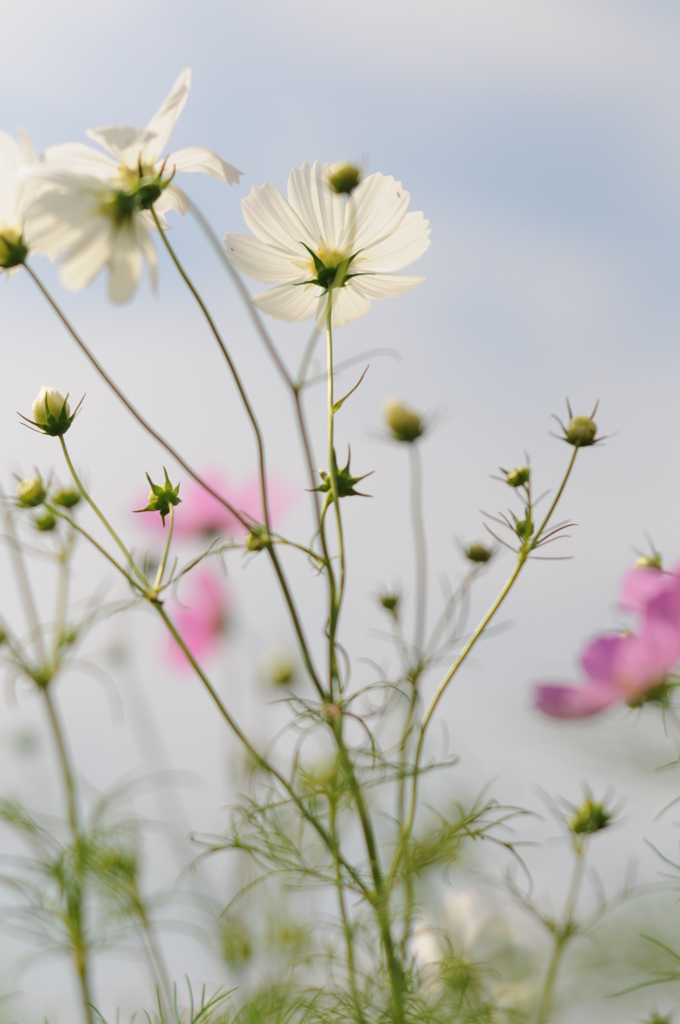 加賀田　秋　2012 019