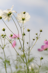 加賀田　秋　2012 019