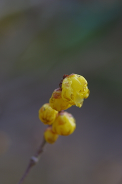 IMGP0532