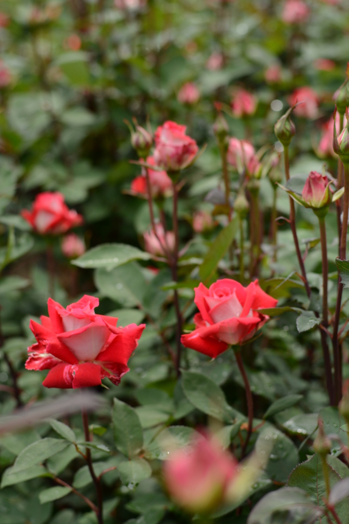 薔薇が咲いた 038