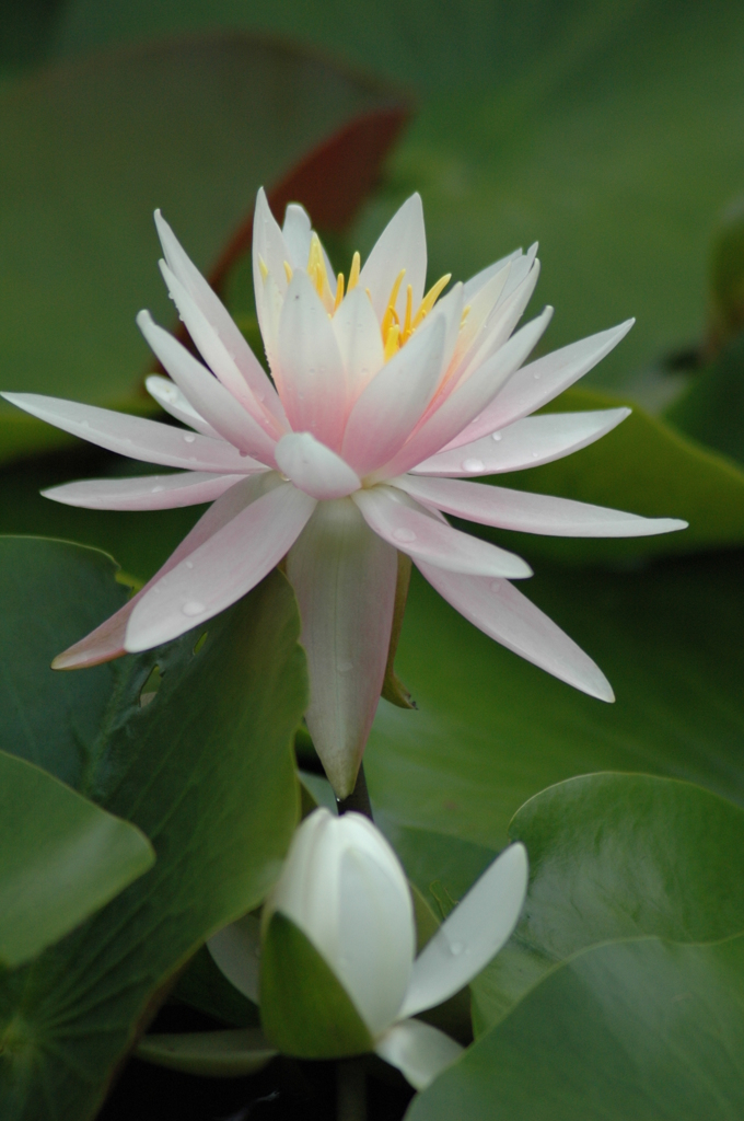 花の郷　滝谷 062