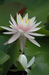 花の郷　滝谷 062