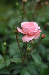 花の文化園　薔薇　2012 062