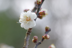 IMGP0250