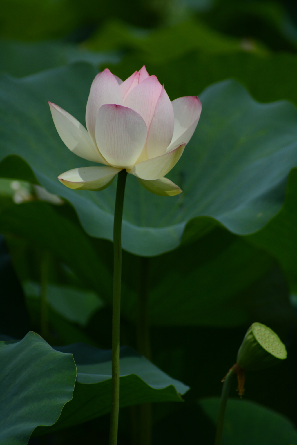DSC_1812