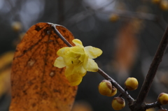 蝋梅　2015　12　23 017