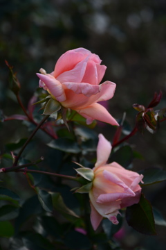 DSC_0936 DSC_0936