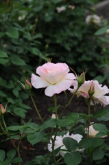 2015　薔薇 019