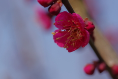 IMGP0662
