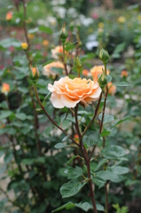 2015　薔薇 037