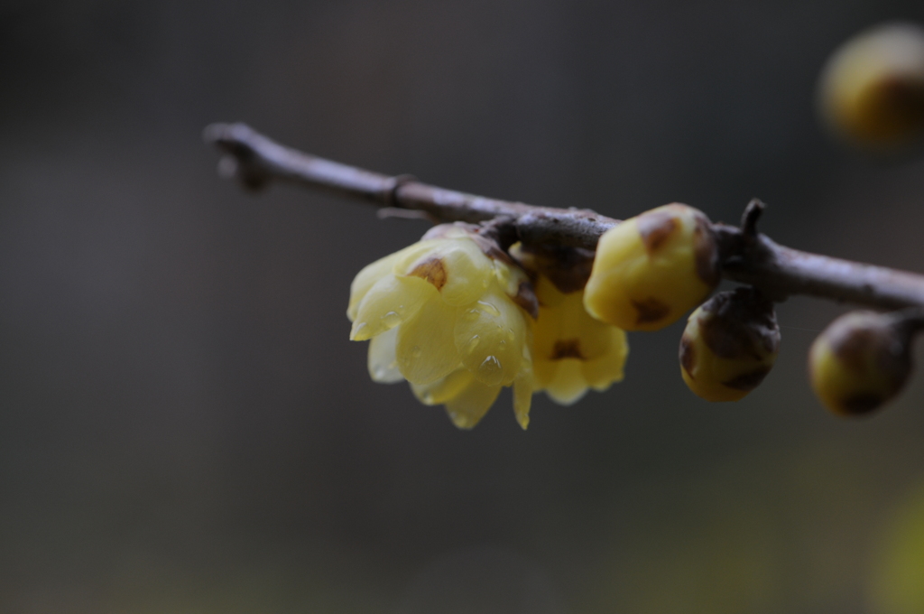 蝋梅　2015　12　23 061