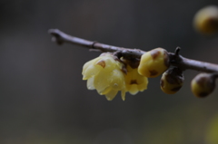 蝋梅　2015　12　23 061