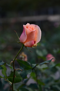 DSC_0938 DSC_0938