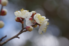 IMGP0290