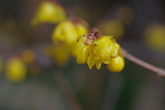 IMGP0544