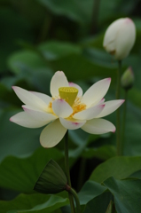 長居公園　蓮 014