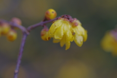 IMGP0547
