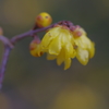 IMGP0547