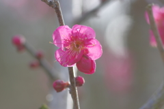 IMGP0231
