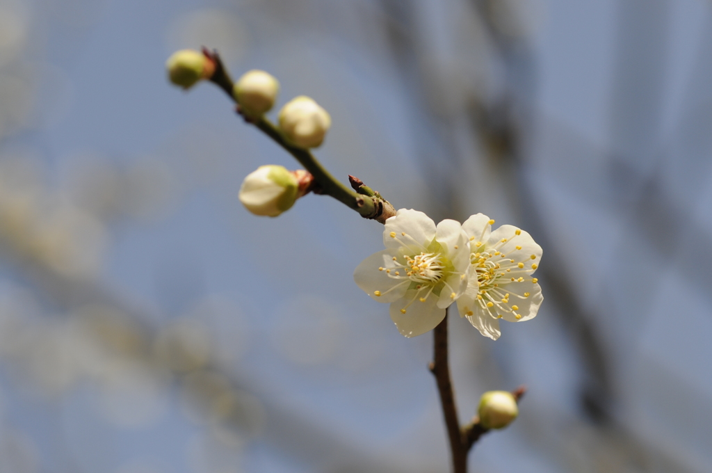 20150228花の文化園　梅 010