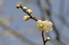 20150228花の文化園　梅 010