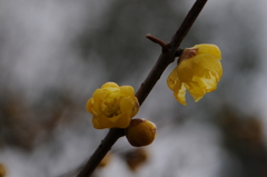 蝋梅　2015　12　23 014