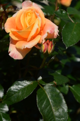 薔薇 018 薔薇 018