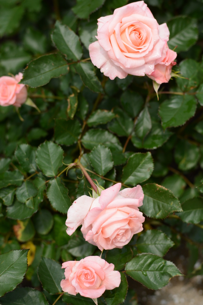 薔薇が咲いた 045