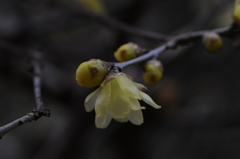 蝋梅　2015　12　23 050
