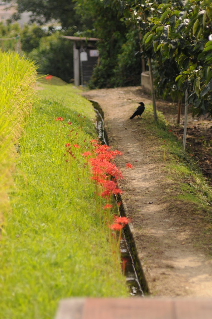 加賀田　秋　2012 014