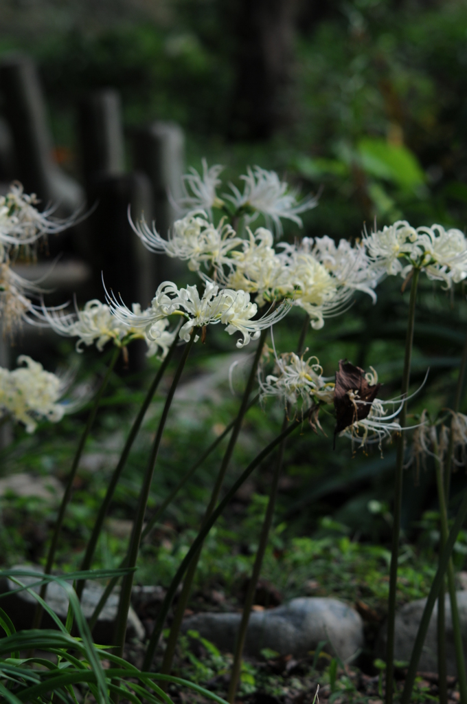 2015　彼岸花 　秋 028