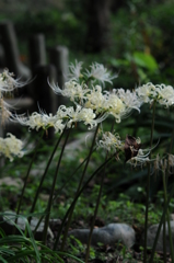 2015　彼岸花 　秋 028