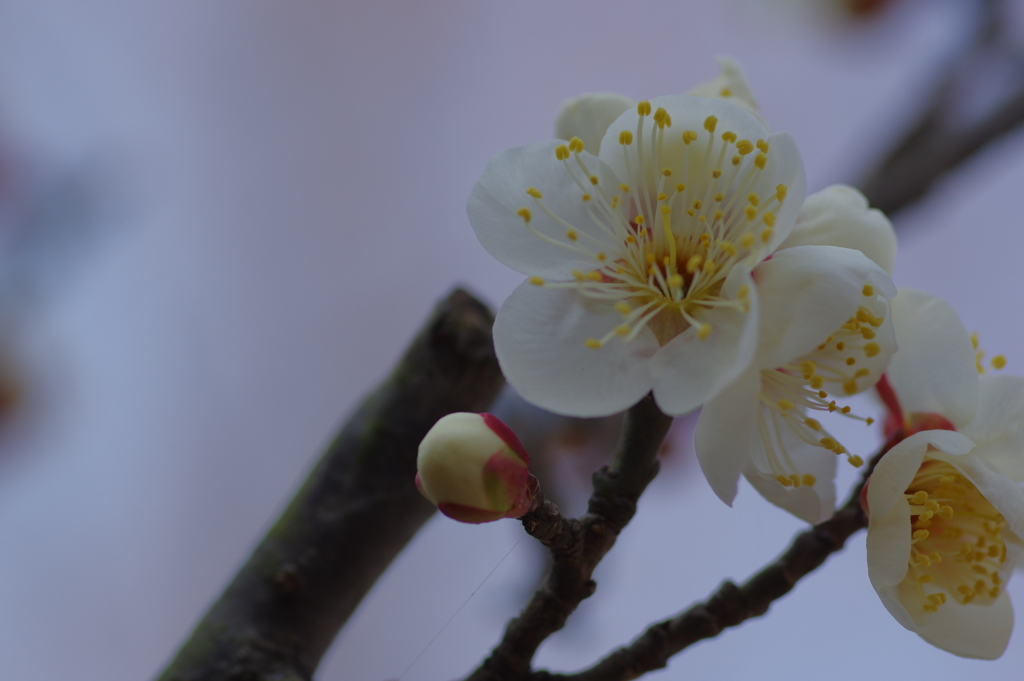 IMGP0644