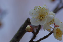 IMGP0644