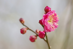 IMGP0068